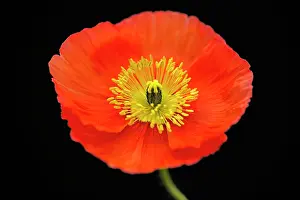 Croceum: Poppy, Icelandic poppy, Papaver croceum, Papaver
