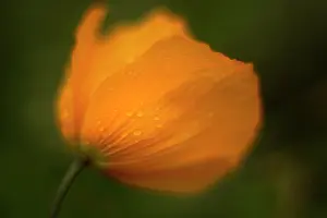 Moisture: Poppy, Icelandic poppy, Papaver croceum, Papaver