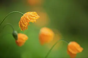 Moisture: Poppy, Icelandic poppy, Papaver croceum, Papaver