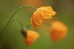 Moisture: Poppy, Icelandic poppy, Papaver croceum, Papaver