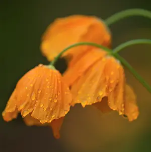 Moisture: Poppy, Icelandic poppy, Papaver croceum, Papaver