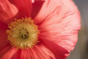 Croceum: Poppy, Icelandic Poppy, Papaver croceum, Papaver