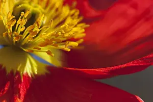Croceum: Poppy, Icelandic Poppy, Papaver croceum, Papaver