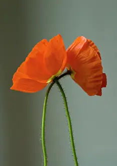 Croceum: Poppy