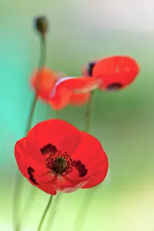 Commutatum: Poppy Ladybird
