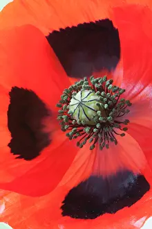 Commutatum: Poppy Ladybird