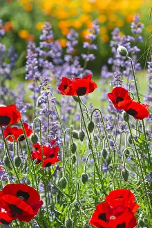 Ladybird: Poppy Ladybird and Nepeta - Norfolk UK