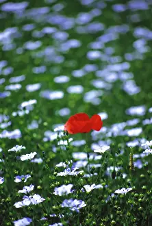 Linseed: Poppy & Linseed