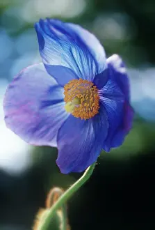 Meconopsis: Poppy