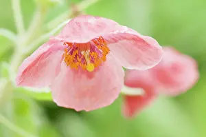 Meconopsis: Poppy, Nepal poppy, Meconopsis napaulensis, close