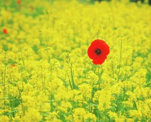 Issues: Poppy & Oilseed rape, Papaver rhoeas & Brassica