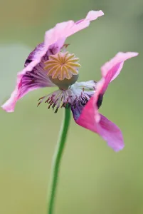 Aloof: Poppy, Opium poppy