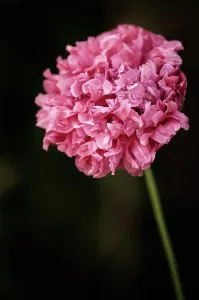 Somniferum: Poppy, Opium poppy