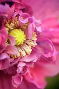 Somniferum: Poppy, Opium poppy