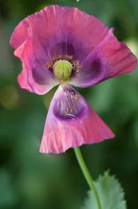 Somniferum: Poppy, Opium poppy