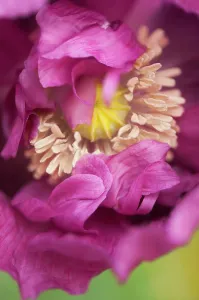 Somniferum: Poppy, Opium poppy