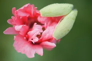 Moisture: Poppy, Opium poppy