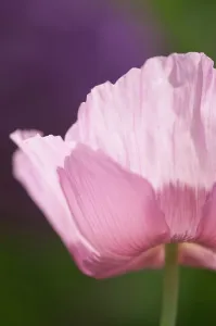 Crumpled: Poppy, Opium poppy