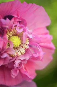 Somniferum: Poppy, Opium poppy