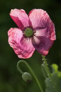 Supple: Poppy, Opium poppy