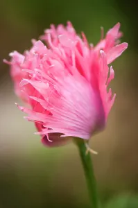 Somniferum: Poppy, Opium poppy