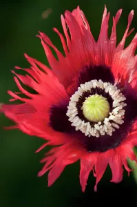Somniferum: Poppy, Opium poppy