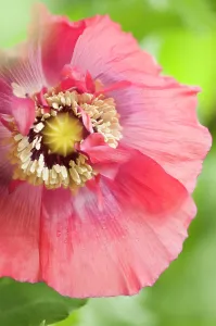 Moisture: Poppy, Opium poppy