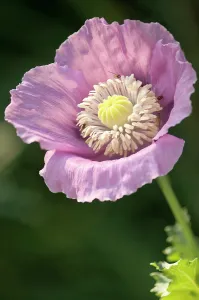 Somniferum: Poppy, Opium poppy