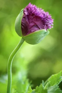 Somniferum: Poppy, Opium poppy