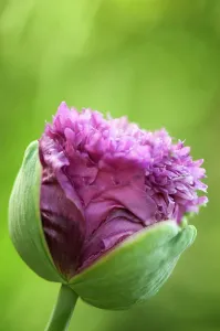Somniferum: Poppy, Opium poppy