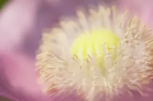 Somniferum: Poppy, Opium poppy