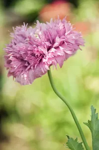 Somniferum: Poppy, Opium poppy