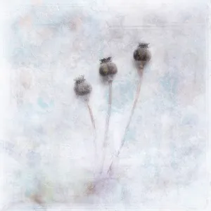 Somniferum: Poppy, Opium poppy