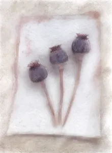 Somniferum: Poppy, Opium poppy