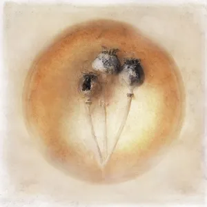 Somniferum: Poppy, Opium poppy