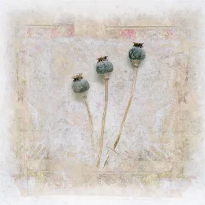 Somniferum: Poppy, Opium poppy