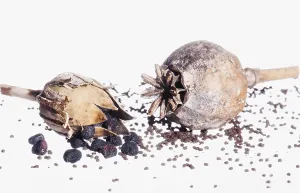 Skincare: Poppy, Opium Poppy, Papaver and Comcockle, Agrostemma