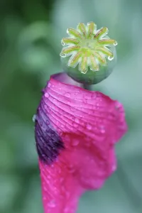 Wrapped: Poppy