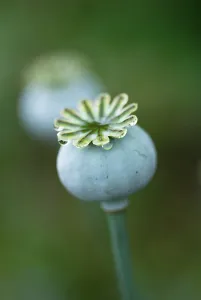 Unhappy: Poppy