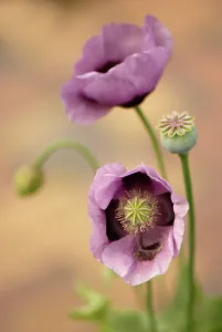Somniferum: Poppy