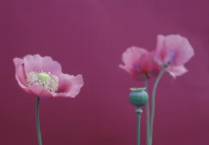 Somniferum: Poppy