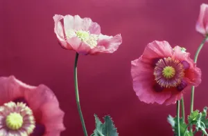 Optimism: Poppy