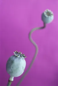 Somniferum: Poppy
