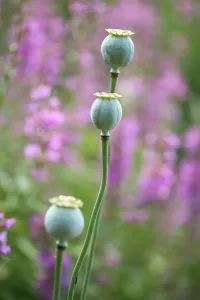 Leadership: Poppy