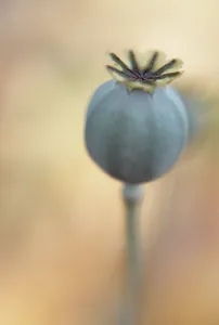 Somniferum: Poppy
