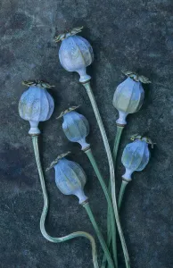 Final: Poppy