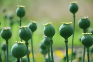 Optimism: Poppy