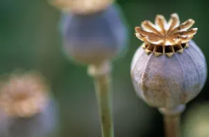 Ageing: Poppy