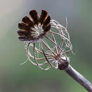 Decaying: Poppy, Opium poppy, Papaver somniferum, Decaying seed pod sh