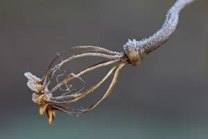 Decaying: Poppy, Opium poppy, Papaver somniferum, Decaying seed pod sh
